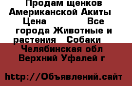 Продам щенков Американской Акиты › Цена ­ 25 000 - Все города Животные и растения » Собаки   . Челябинская обл.,Верхний Уфалей г.